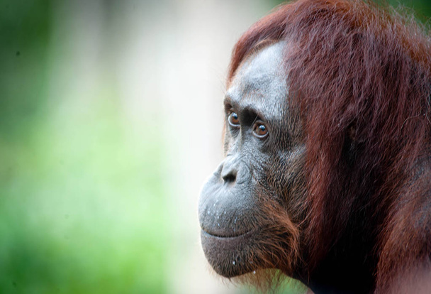 Orangután Bekantan Kalimantan Borneo Tanjung Puting National Park
 - Foto, Imagen