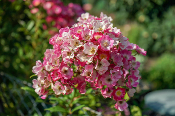grande botão de flor rosa florescendo no jardim
 - Foto, Imagem