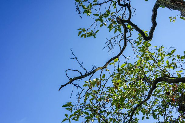 branches de coing et ciel bleu
 - Photo, image