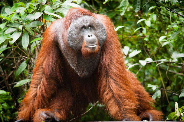 Orangutan Kalimantan Borneo Tanjung puting Nemzeti Park - Fotó, kép