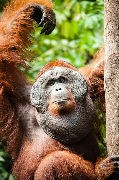 Orangután Kalimantan Borneo Tanjung Puting National Park
 - Foto, Imagen
