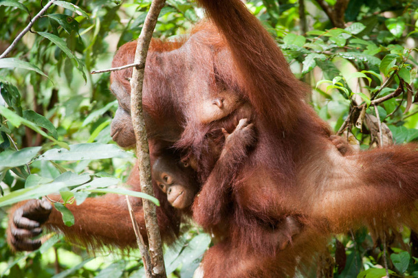 Orangutan Kalimantan Borneo Tanjung Puting National Park - Photo, Image