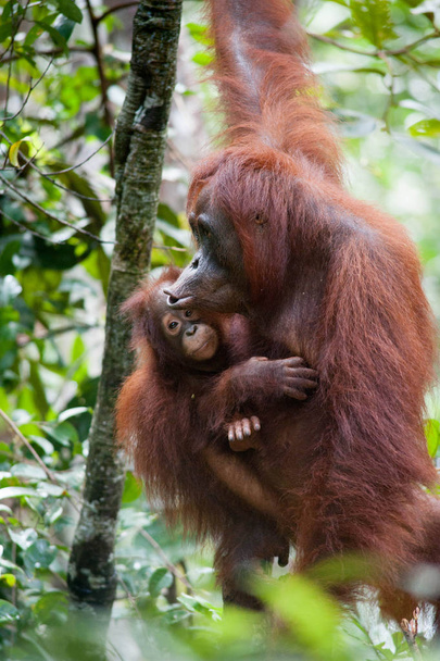 Orangutan Tanjung puting Borneo Indonézia Orang utan - Fotó, kép