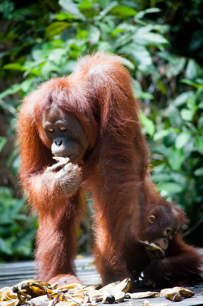 Orangutan Tanjung puting Borneo Indonézia Orang utan - Fotó, kép