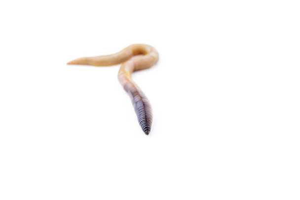 Crawling Earthworm wyciąć makro strzał - Zdjęcie, obraz