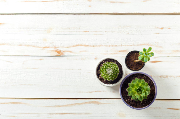 Potted plants on white wooden background - Foto, immagini