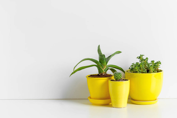 Small succulent plants in pots in home interior - Foto, Imagen