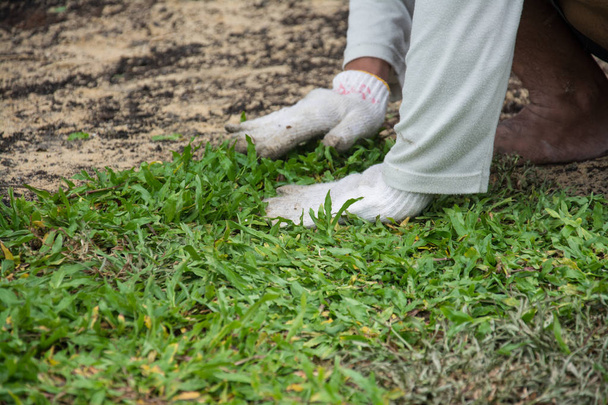 Planting grass sheet  on ground, Installing Natural Grass Turfs  - Photo, Image