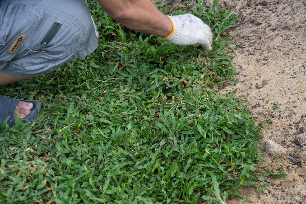 Plantar folha de grama no chão, Instalando relvados de grama natural
  - Foto, Imagem