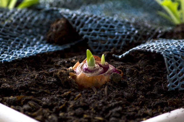 Shallots that are sprouting shoots - Photo, Image