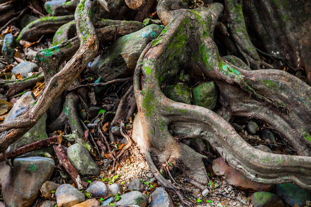 Árvore maciça velha com raizes tortas estranhas, galhos e cavidades na floresta misteriosa
 - Foto, Imagem