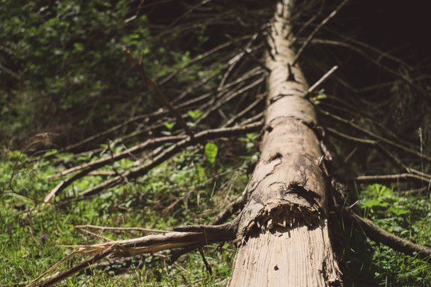 Yürürken devrilmiş ağaç - Fotoğraf, Görsel