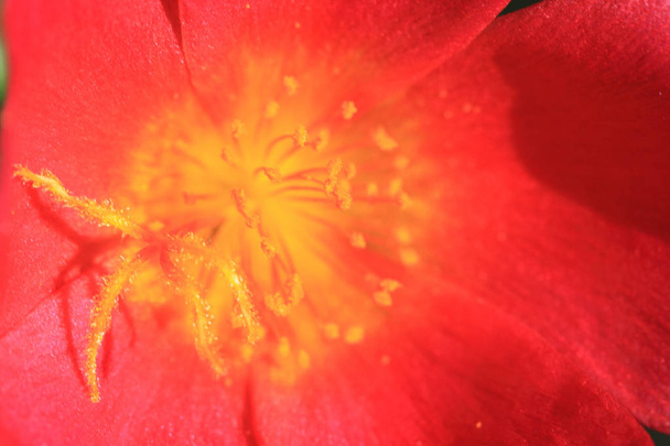 schöne rote Blume mit gelben Pollen inmitten einer Blüte auf grünem Hintergrund in einem Garten. Weicher Fokus. - Foto, Bild