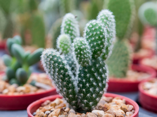 Kleine cactus in kunststof potten gesorteerd door macro focus. - Foto, afbeelding