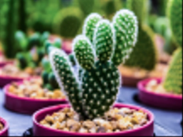 Pequeño cactus en macetas de plástico Ordenado por macro foco
. - Foto, imagen
