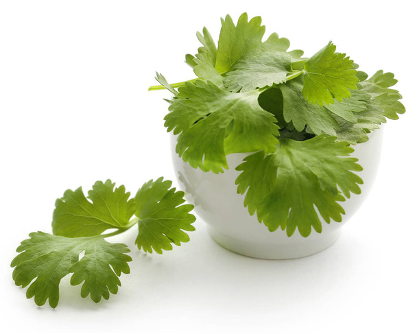 Hojas frescas de cilantro en un tazón sobre fondo blanco
 - Foto, Imagen