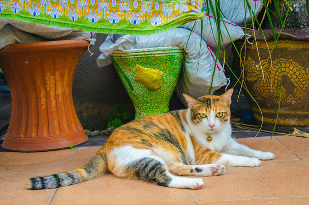 thai chat mignon sur fond bleu à la maison en utilisant du papier peint ou fond d'écran.Animal
 - Photo, image