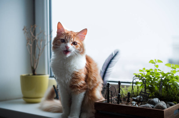 Yllättynyt inkivääri kissa katsoo kameraan
 - Valokuva, kuva