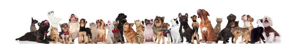 large team of curious pets wearing bowties and colorful collars looking up while standing and sitting on white background - Photo, Image