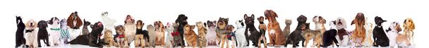 team of many curious cats and dogs wearing bowties and collars looking up while standing, sitting and lying on white background - Photo, Image