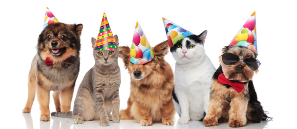 five cute party pets with colorful caps standing and sitting on white background - Photo, Image