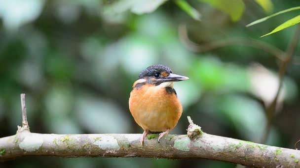 Blue-banded kingfisher (Alcedo euryzona) perching on branch in nature - Footage, Video