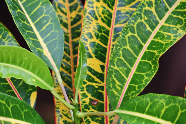 beautiful texture of leaf croton in fresh nature  - Φωτογραφία, εικόνα