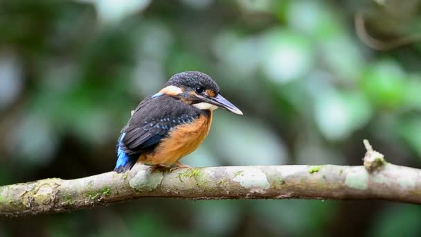 Blue-banded kingfisher (Alcedo euryzona) perching on branch in nature - Footage, Video