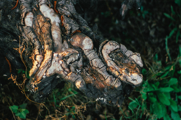 old brown tree with roots in forest, close-up  - Foto, Imagem