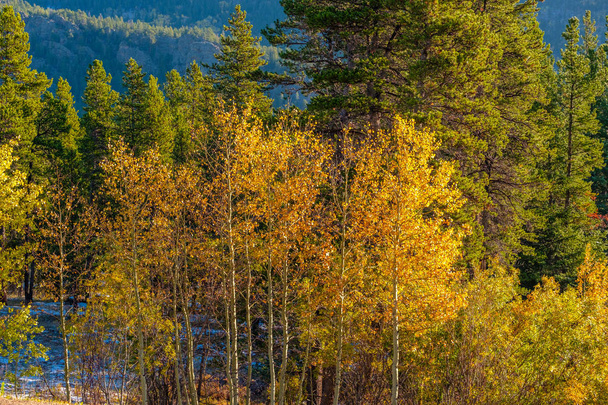 Kauden vaihtuminen, ensilumi ja syksyn puut Colorado, USA
.  - Valokuva, kuva