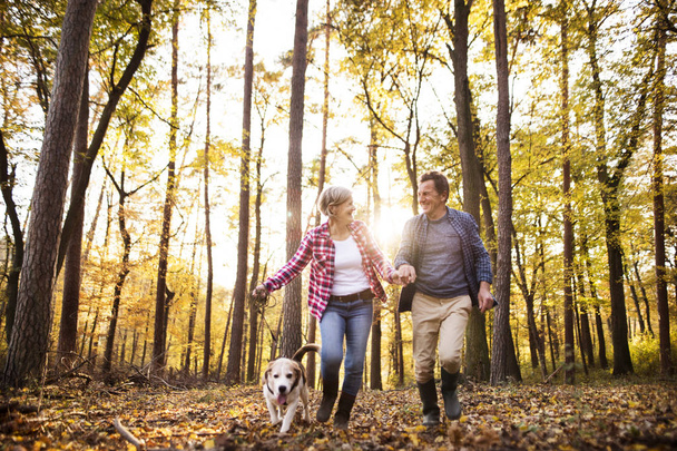 Senior pareja con perro en un paseo en un bosque de otoño
. - Foto, Imagen