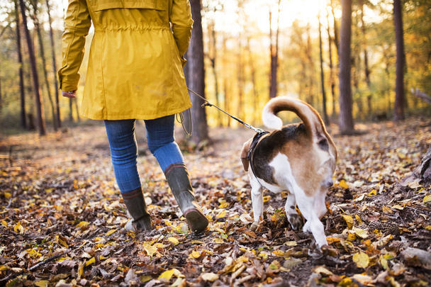 Senior woman with dog on a walk in an autumn forest. - Фото, изображение