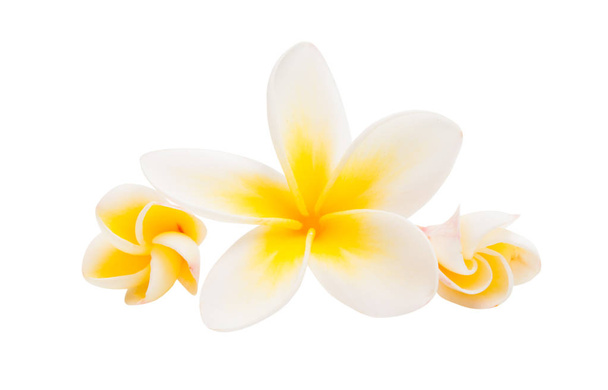 flor frangipani aislado fondo blanco - Foto, Imagen