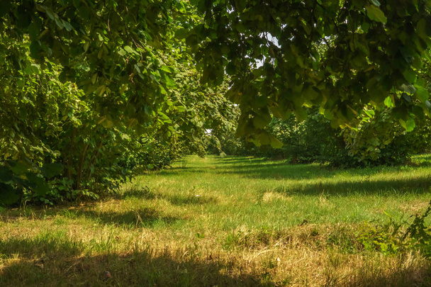 Ogrodzie orzech laskowy drzewo na podwórku. Zielona trawa. - Zdjęcie, obraz
