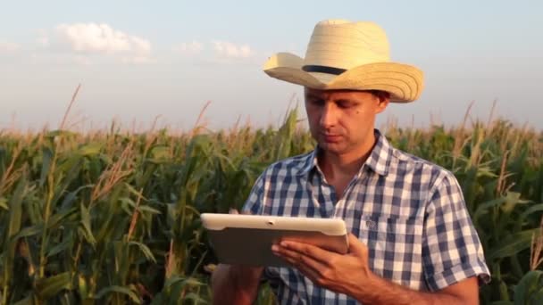 Hombre agricultor en un campo de maíz con una tableta
 - Metraje, vídeo