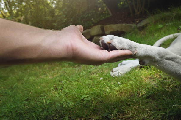 joven lindo blanco labrador retriever perro cachorro con bonita cara al aire libre
 - Foto, Imagen