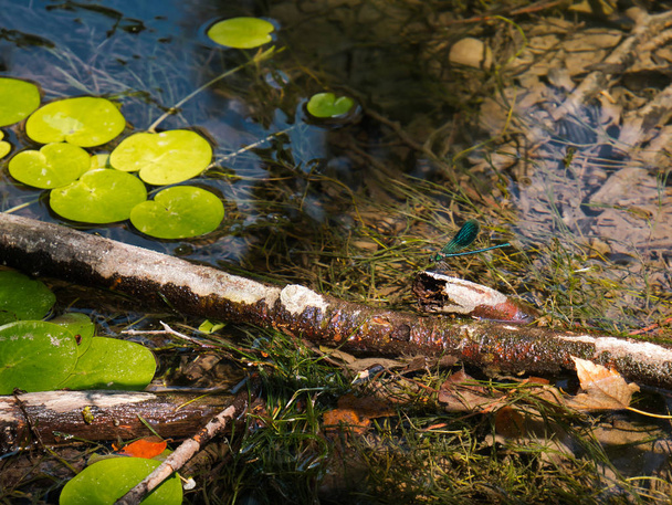 A blue-green dragonfly sits on a branch that lies between the water lilies in the clear water - Photo, Image