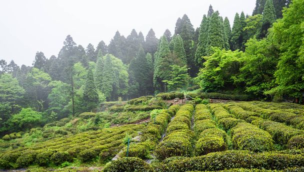 Campo de plantas de té verde en la montaña Lushan en Jiangxi China famoso por sus nubes y niebla té
 - Foto, imagen
