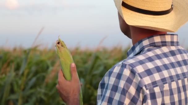 A male farmer with a hat in a field of corn. - Footage, Video