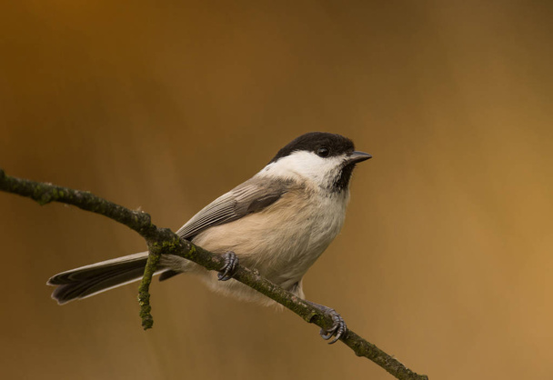 Willow Tit sitting on branch - Photo, Image