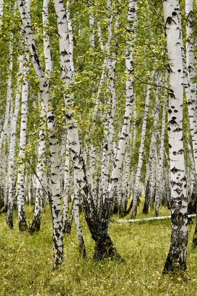 birch forest autumn landscape - Photo, Image