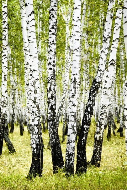 летний пейзаж березовых лесов
 - Фото, изображение