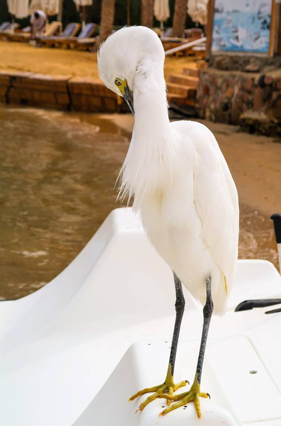 Gret Egret (ardea alba) - Φωτογραφία, εικόνα
