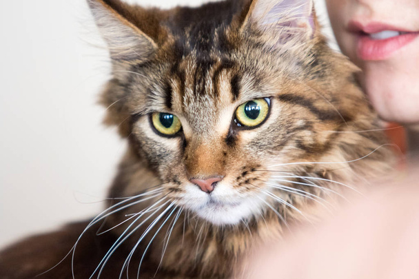 cat home close-up portrait - Фото, изображение