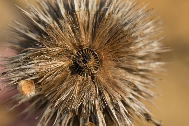 dry withered autumn thistles - Photo, Image
