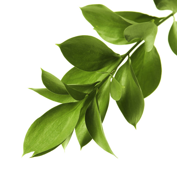 Branch with fresh green Ruscus leaves on white background - Foto, Imagen