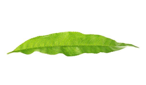 Green peach leaf on white background - Fotó, kép