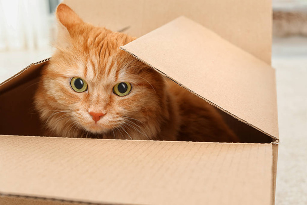 Adorable red cat in cardboard box indoors - Foto, Imagen