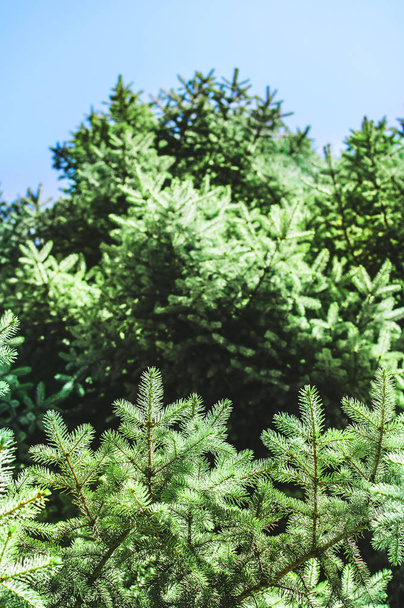 Rami di pino o abete su uno sfondo astratto sfocato. Sfondo di rami di albero di Natale
. - Foto, immagini