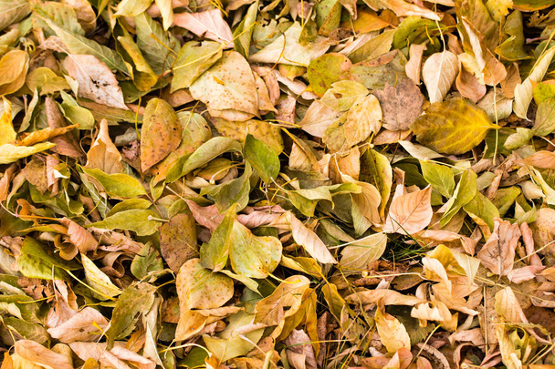 fallen gray yellow foliage from trees, background - Φωτογραφία, εικόνα